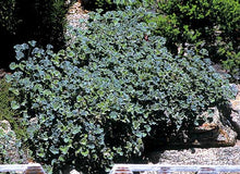 Load image into Gallery viewer, Nutmeg Scented Geranium  Pelargonium  x fragans ‘nutmeg’