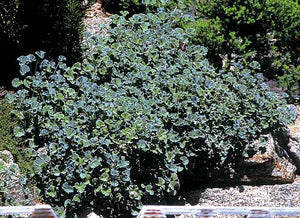 Nutmeg Scented Geranium  Pelargonium  x fragans ‘nutmeg’