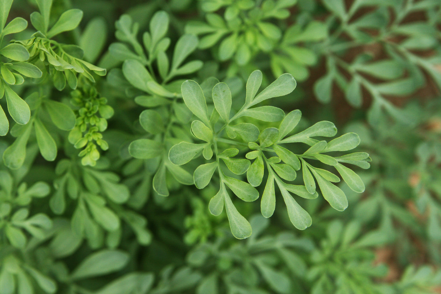 Rue - Ruta graveolens  Pans Garden Nursery