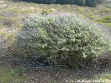 Load image into Gallery viewer, California Sagebrush -- Artemisia californica