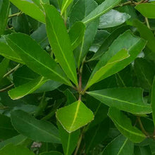 Load image into Gallery viewer, Yerba Maté - Ilex paraguariensis