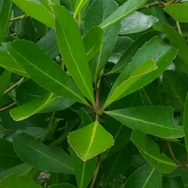 ilex paraguariensis plant Yerba Maté