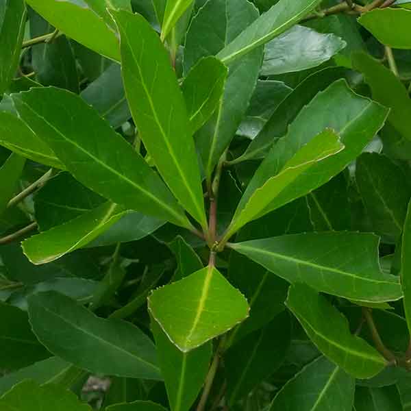 Ilex paraguariensis (Yerba Mate) - Keeping It Green Nursery